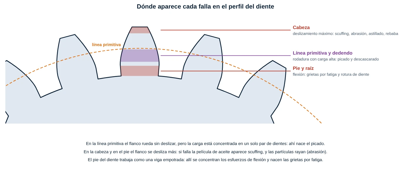 Perfil de un diente con las zonas donde aparecen scuffing y abrasión en la cabeza, picado en la línea primitiva y dedendo, y rotura por flexión en el pie
